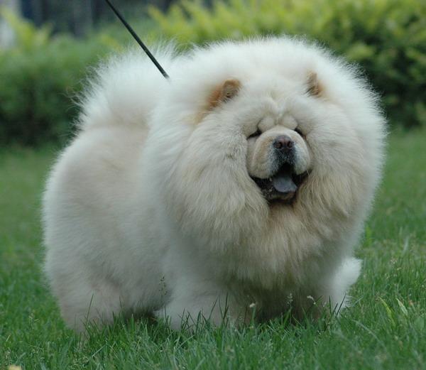 Dogue du Tibet