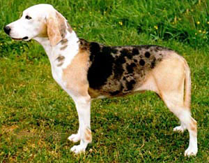 Dunker (Chien Courant Norvégien)