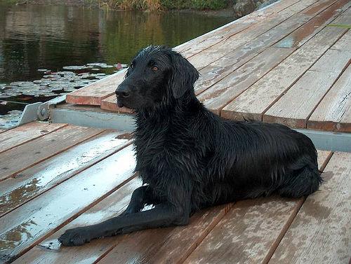 Retriever à Poil Plat