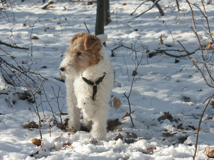 Fox Terrier à Poil Lisse