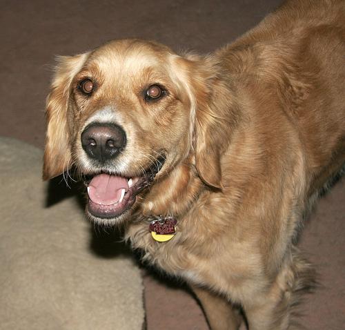 Photo Golden Retriever