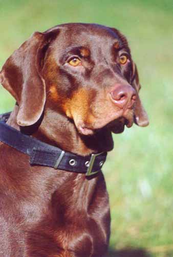 Chien Courant Polonais