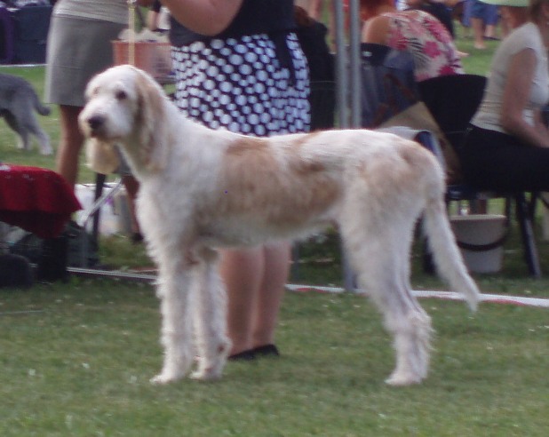 Grand Griffon Vendéen