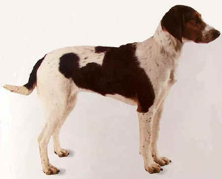 Chien Courant de Halden