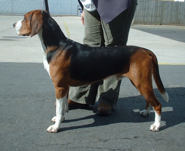Chien Courant de Hamilton