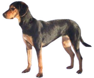 Chien Courant Grec