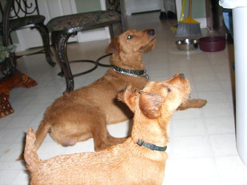 Photo Irish Terrier