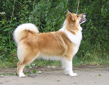 Chien de Berger Islandais