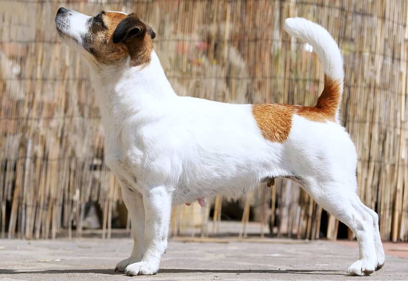 Jack Russell Terrier