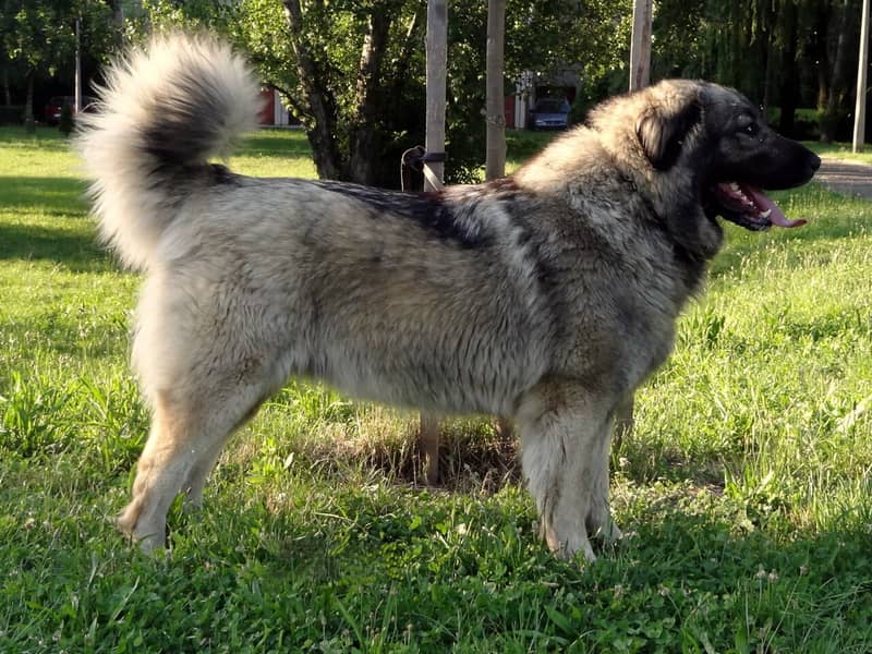 Chien de Berger Yougoslave de Charplanina
