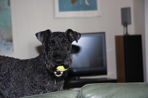 Terrier Kerry Blue