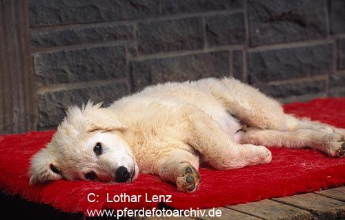 Photo Kuvasz