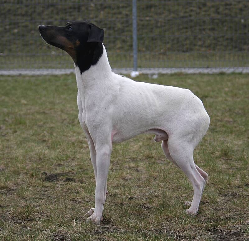 Terrier Japonais