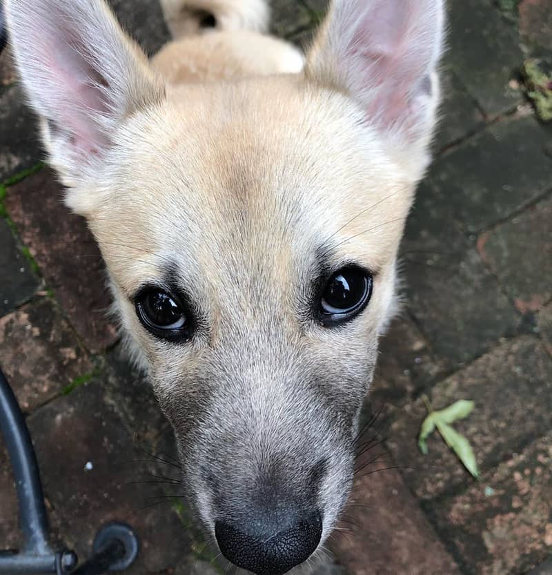 Buhund Norvégien