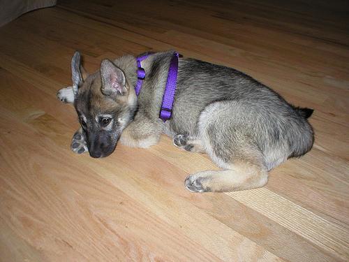 Chien d'élan norvégien gris