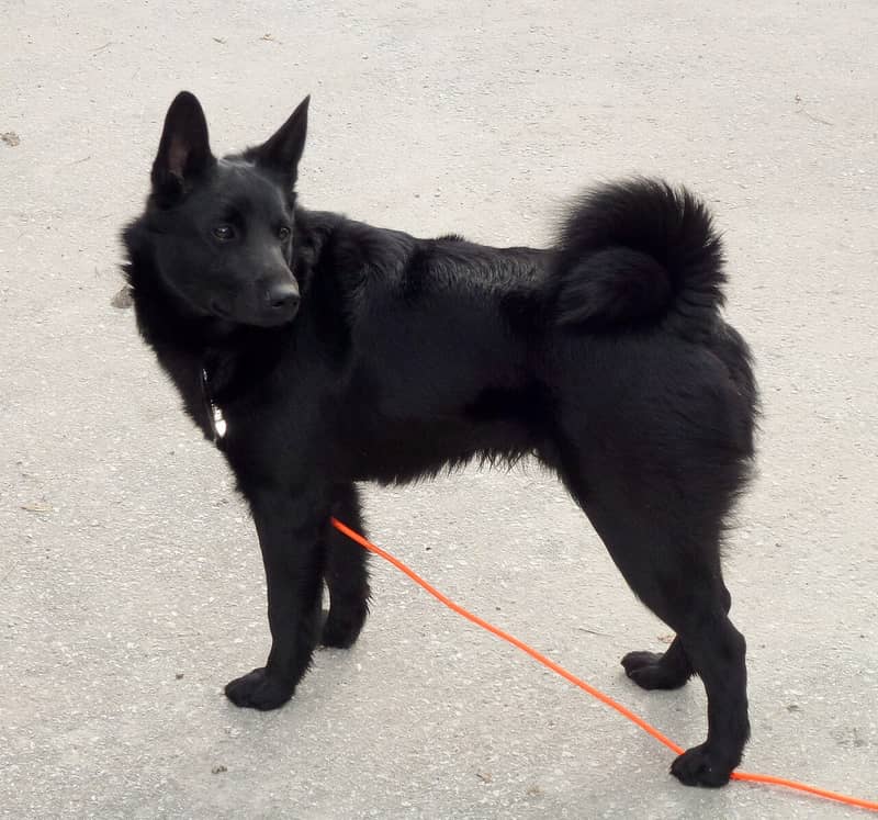 Chien d'Élan Norvégien Noir