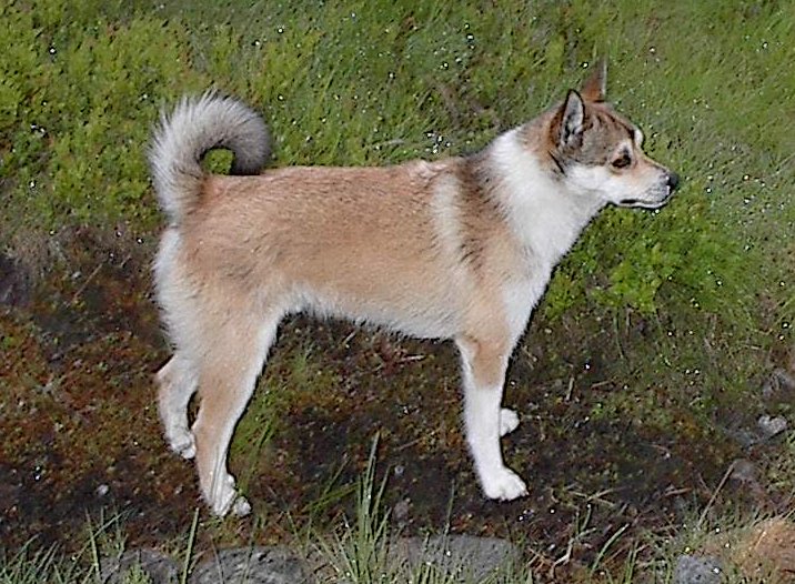 Chien Norvégien de Macareux