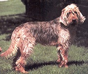 Chien à Loutre