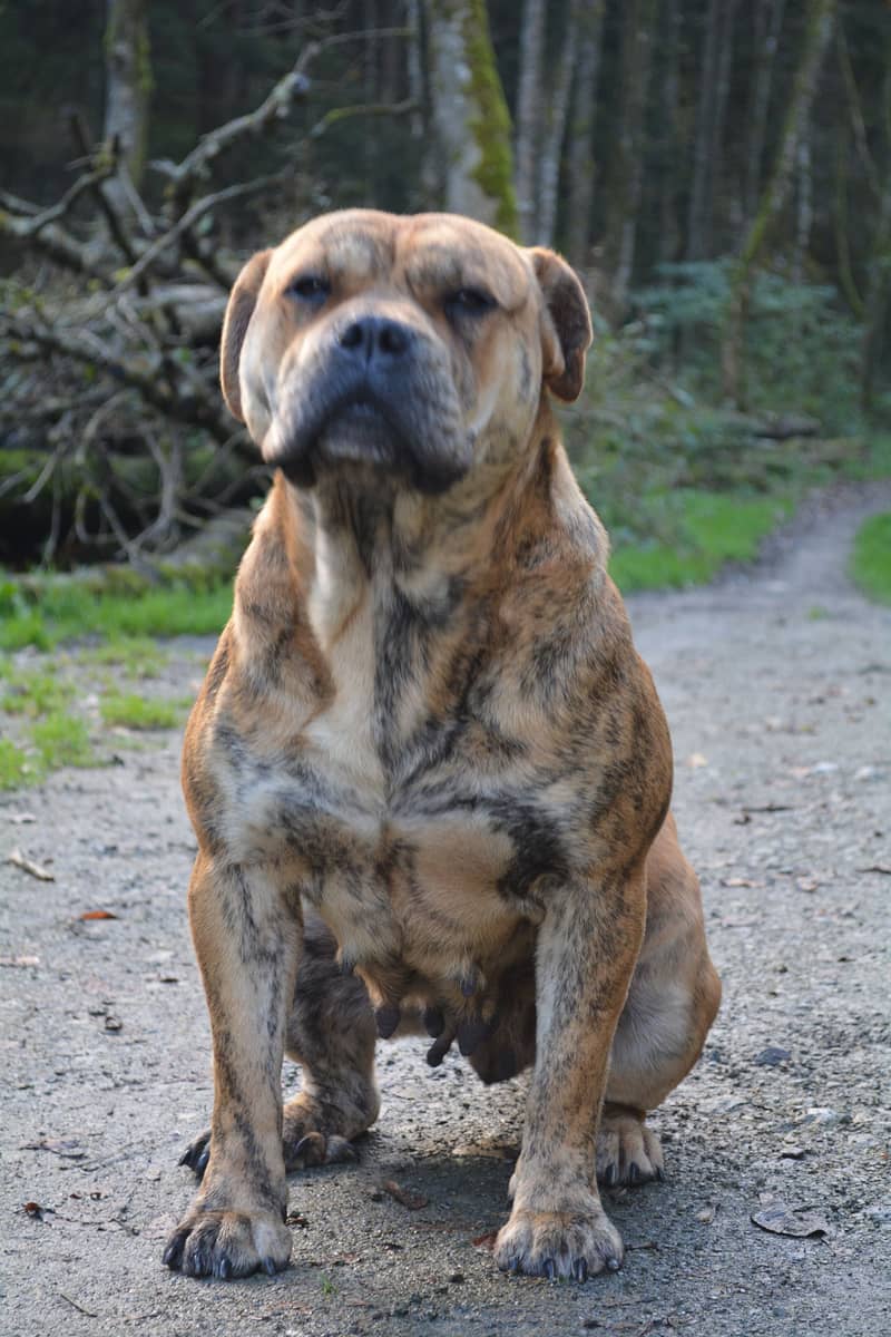 Dogue de Majorque