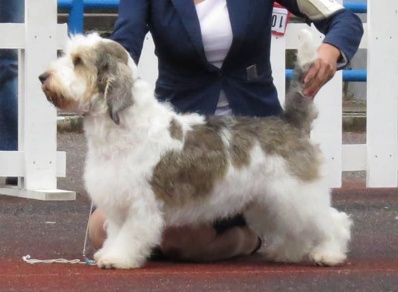 Photo de Petit Basset Griffon Vendéen