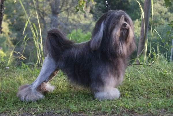 Petit Chien Lion