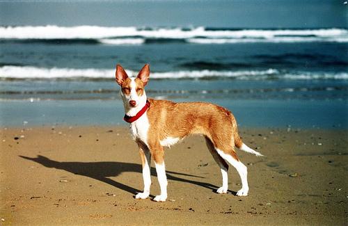 Podenco Ibicenco