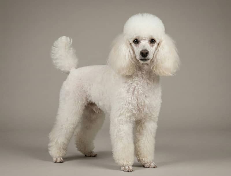 Caniche (Miniature)