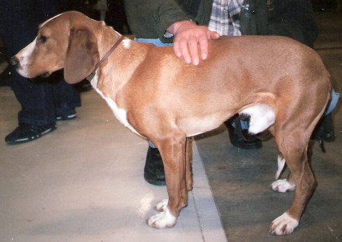 Chien Courant de la Vallée de la Save