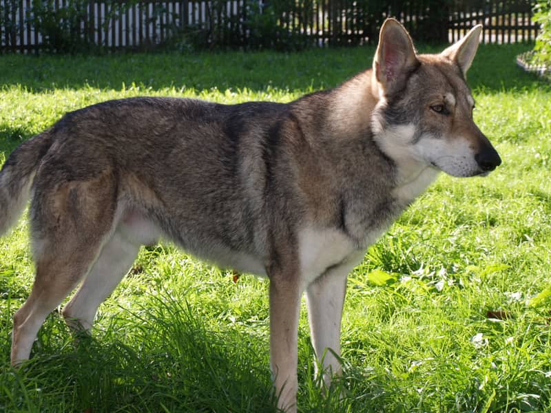 Chien-loup de Saarloos