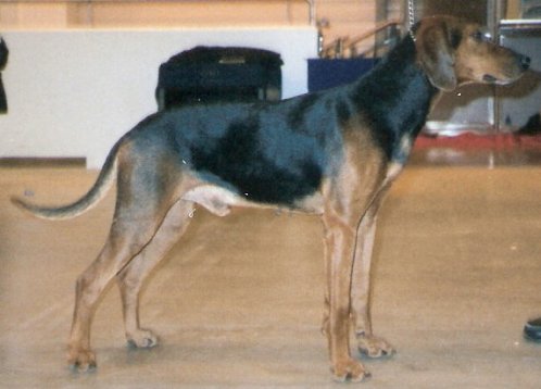 Chien Courant de Schiller