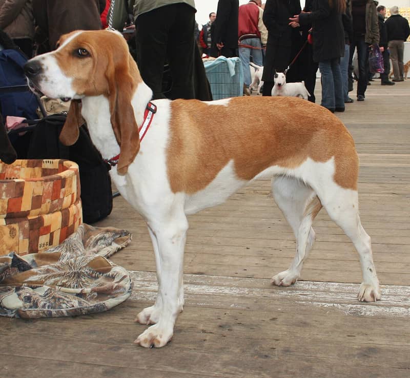 Chien Courant Suisse