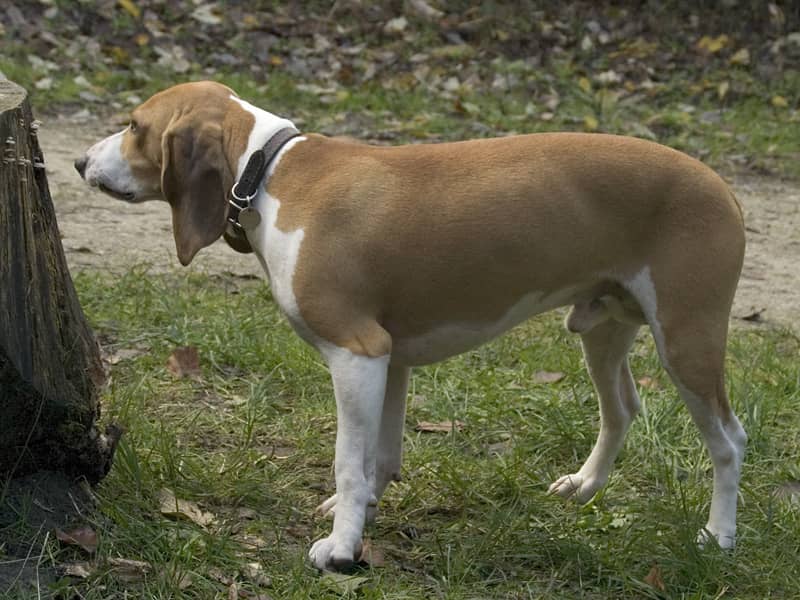 Petit Chien Courant Suisse