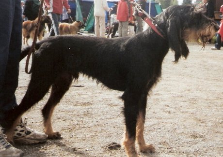 Chien courant italien à poil dur