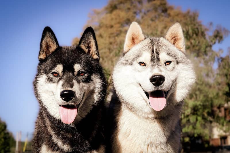 Husky de Sibérie