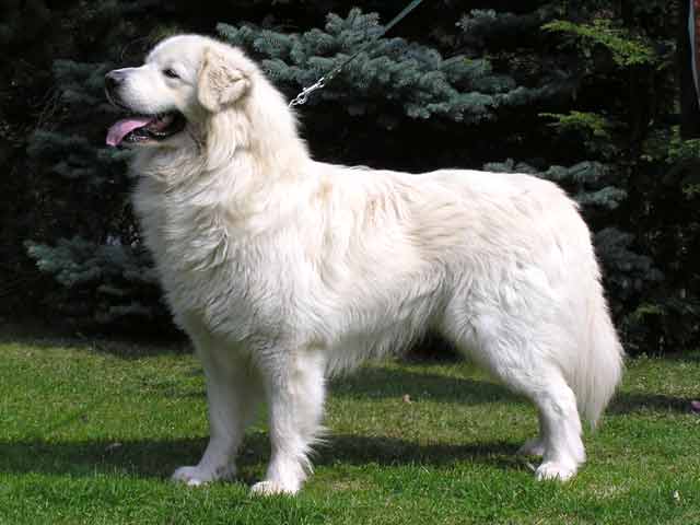 Tchouvatch Slovaque