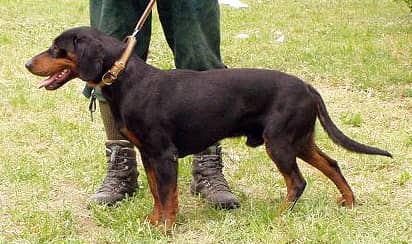 Chien courant slovaque