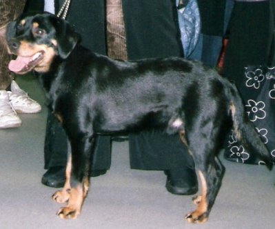 Chien Courant du Småland