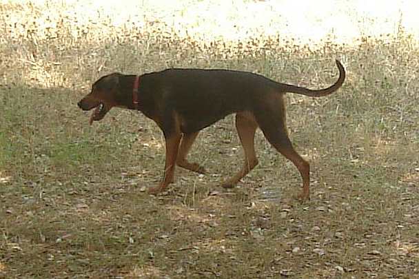 Chien Courant Serbe