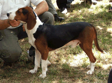 Chien Courant Tricolore Serbe