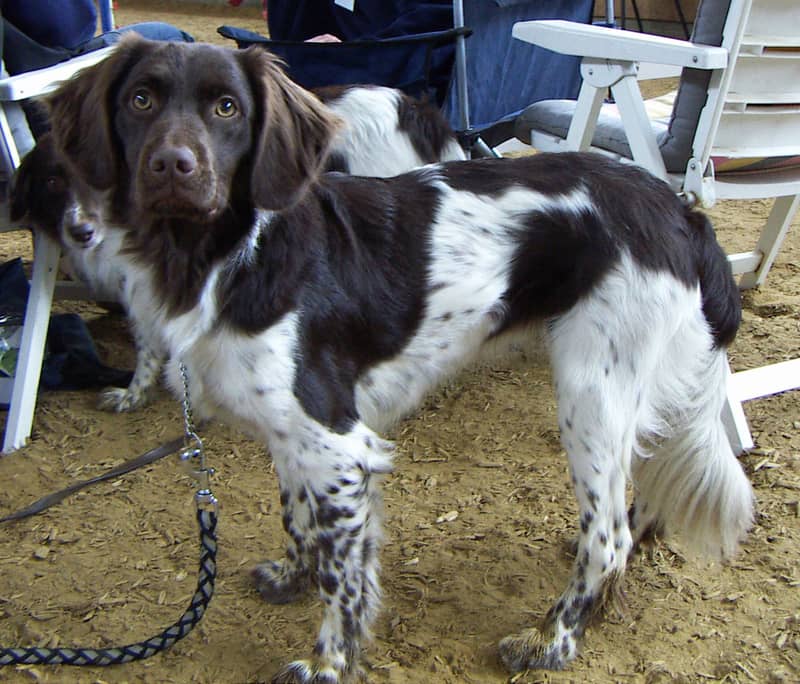 Chien d'arrêt Frison