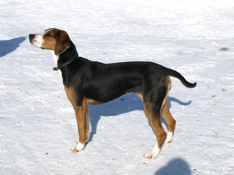 Chien Courant Finlandais