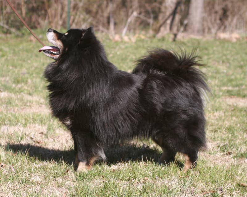 Chien Finnois de Laponie