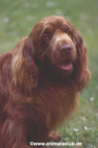 Sussex Spaniel