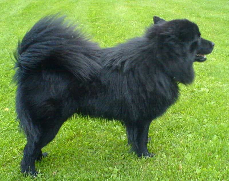 Lapphund Suédois