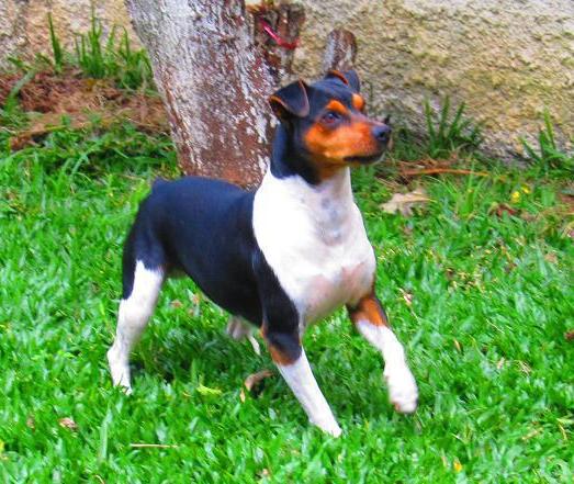 Terrier Brésilien
