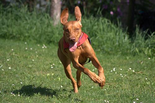 Photo Vizsla