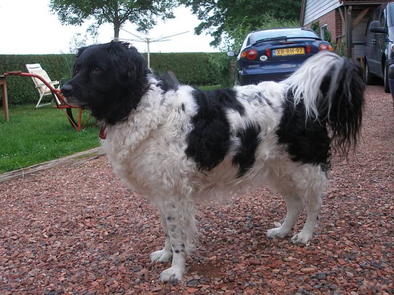 Wetterhoun (Chien d'eau frison)