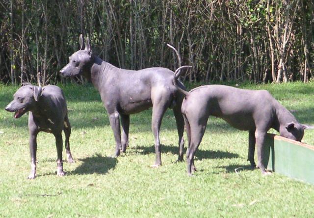 Xoloitzcuintle