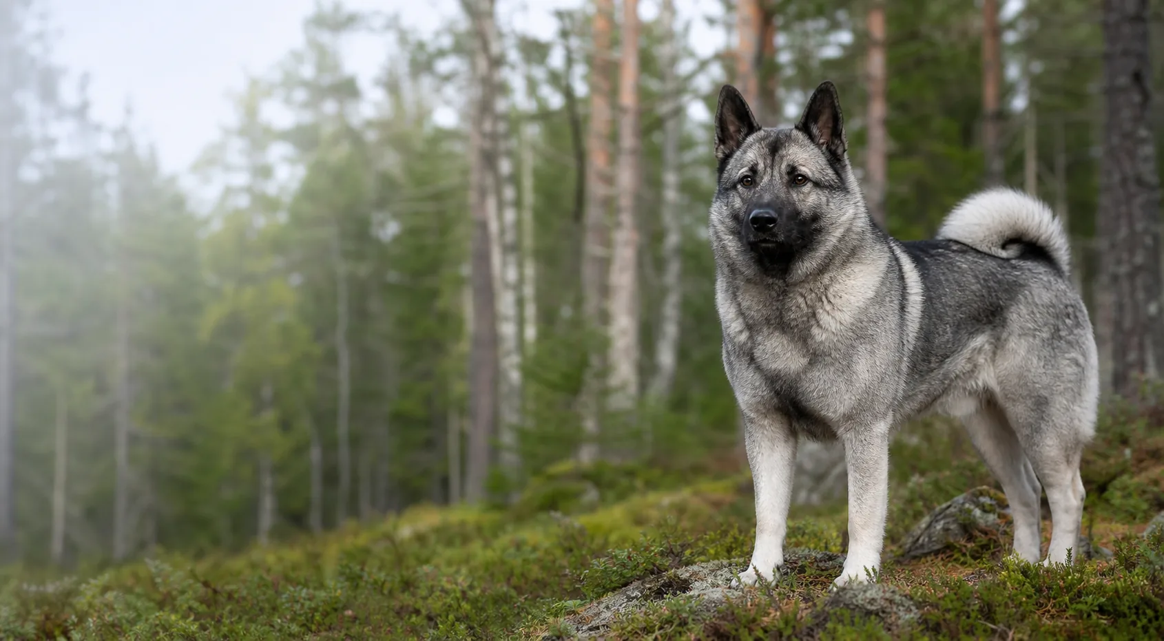 Elkhound norvégien gris en forêt