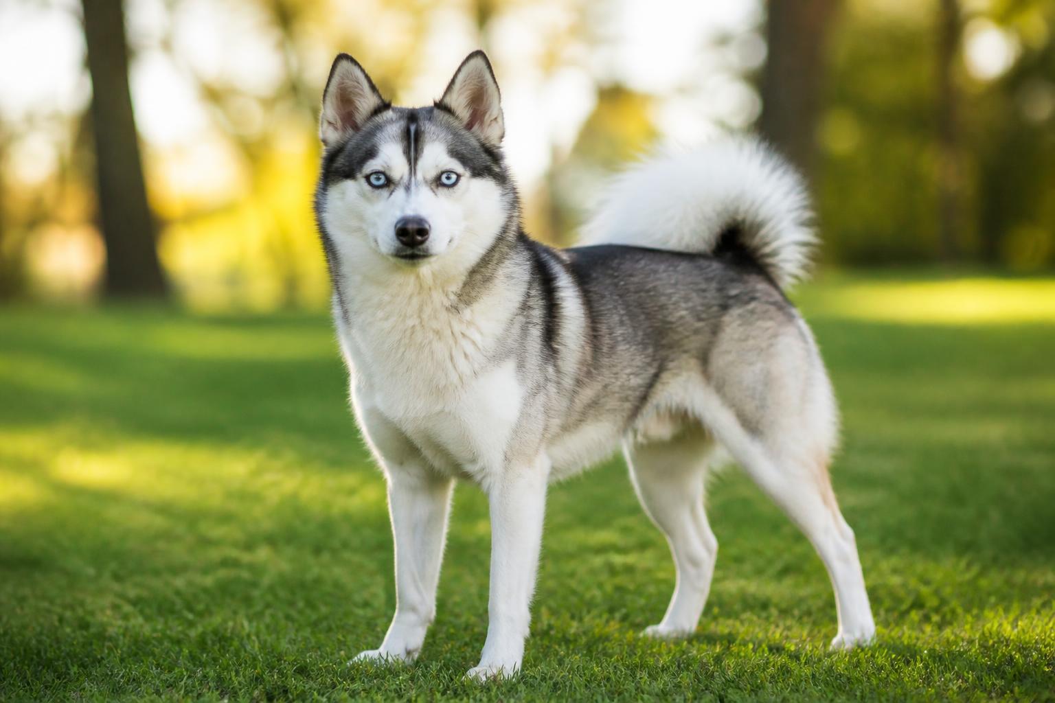 découvrez tout sur le pomsky adulte : sa taille moyenne, son poids idéal pour une bonne santé et son espérance de vie afin de mieux comprendre et prendre soin de votre compagnon.